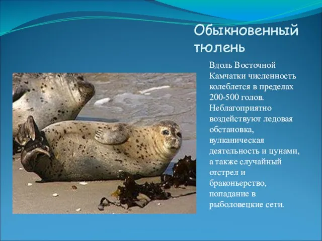 Обыкновенный тюлень Вдоль Восточной Камчатки численность колеблется в пределах 200-500 голов. Неблагоприятно