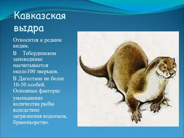 Кавказская выдра Относится к редким видам. В Тебердинском заповеднике насчитывается около100 зверьков.