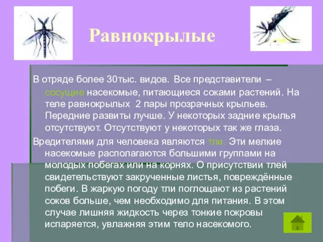 Равнокрылые В отряде более 30тыс. видов. Все представители – сосущие насекомые, питающиеся