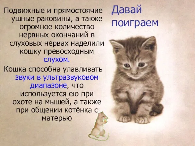 Давай поиграем Подвижные и прямостоячие ушные раковины, а также огромное количество нервных