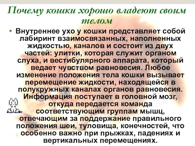 Почему кошки хорошо владеют своим телом Внутреннее ухо у кошки представляет собой