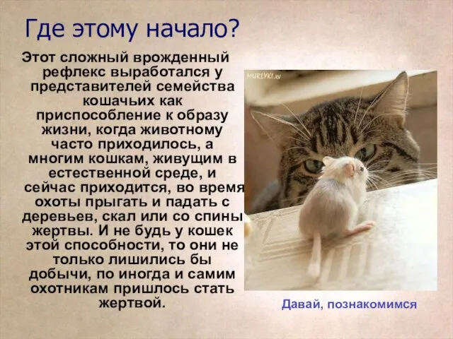 Где этому начало? Этот сложный врожденный рефлекс выработался у представителей семейства кошачьих