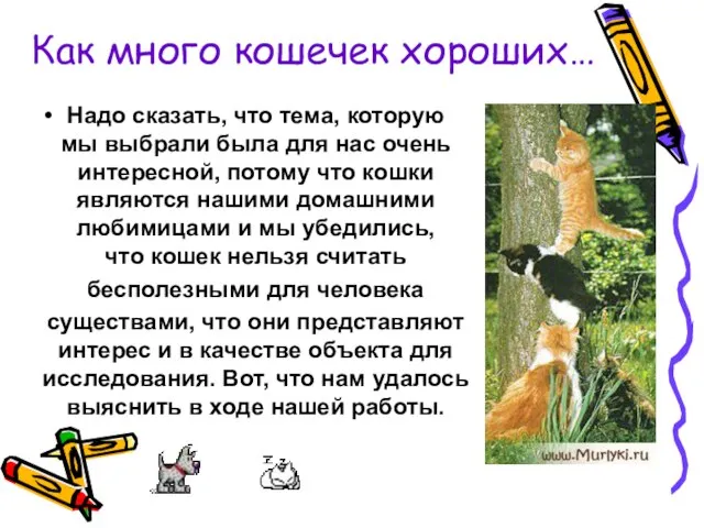 Как много кошечек хороших… Надо сказать, что тема, которую мы выбрали была