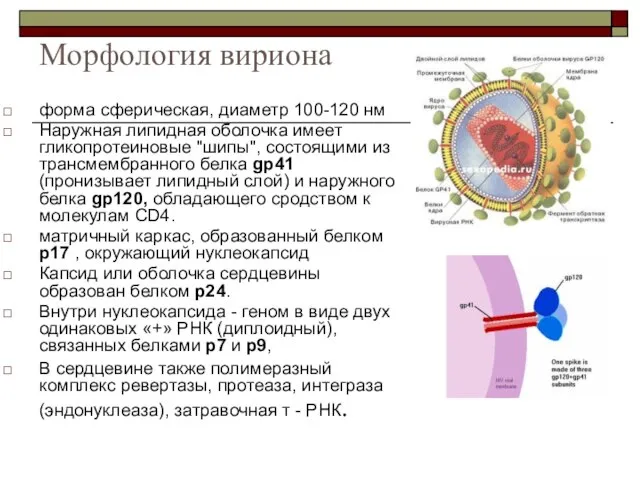 Морфология вириона форма сферическая, диаметр 100-120 нм Наружная липидная оболочка имеет гликопротеиновые