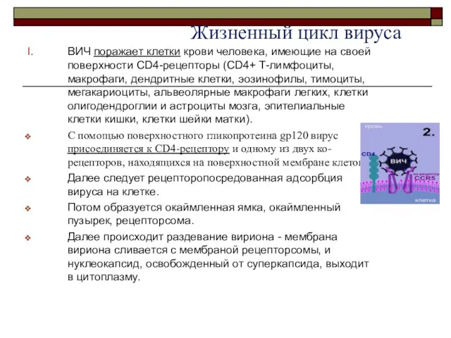 Жизненный цикл вируса ВИЧ поражает клетки крови человека, имеющие на своей поверхности