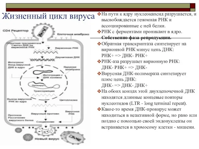 На пути к ядру нуклеокапсид разрушается, и высвобождается геномная РНК и ассоциированные