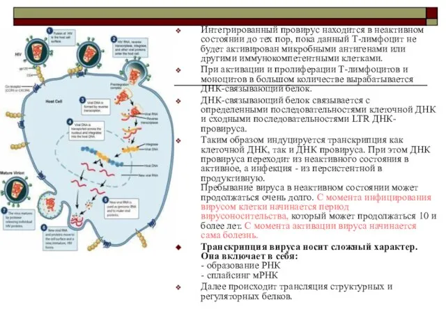 Интегрированный провирус находится в неактивном состоянии до тех пор, пока данный Т-лимфоцит