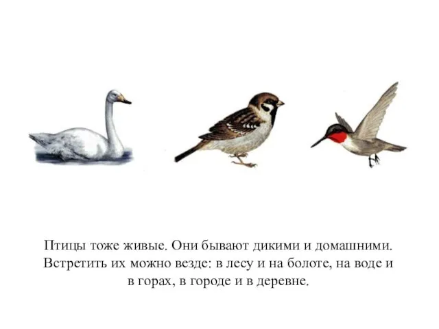 Птицы тоже живые. Они бывают дикими и домашними. Встретить их можно везде: