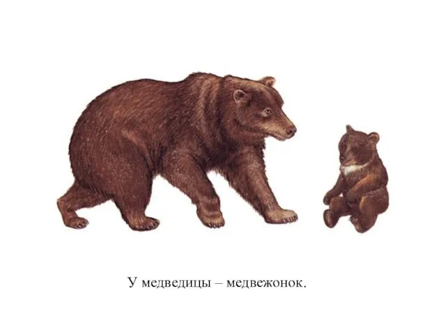 У медведицы – медвежонок.