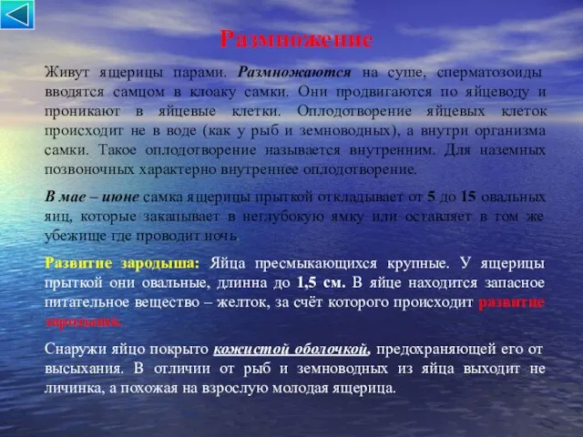 Размножение Живут ящерицы парами. Размножаются на суше, сперматозоиды вводятся самцом в клоаку