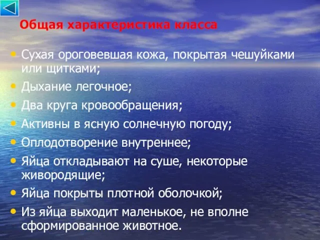 Общая характеристика класса Сухая ороговевшая кожа, покрытая чешуйками или щитками; Дыхание легочное;