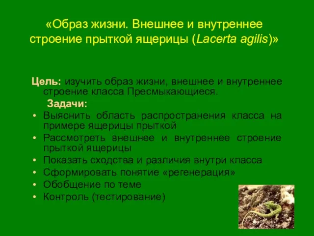 «Образ жизни. Внешнее и внутреннее строение прыткой ящерицы (Lacerta agilis)» Цель: изучить
