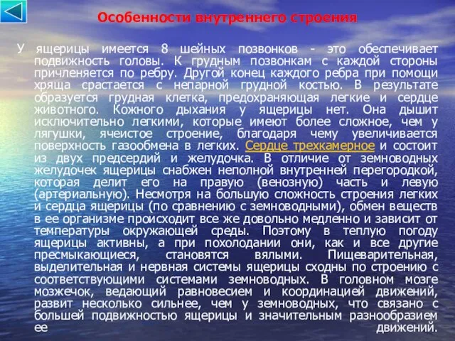 Особенности внутреннего строения У ящерицы имеется 8 шейных позвонков - это обеспечивает