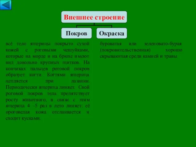 всё тело ящерицы покрыто сухой кожей с роговыми чешуйками, которые на морде