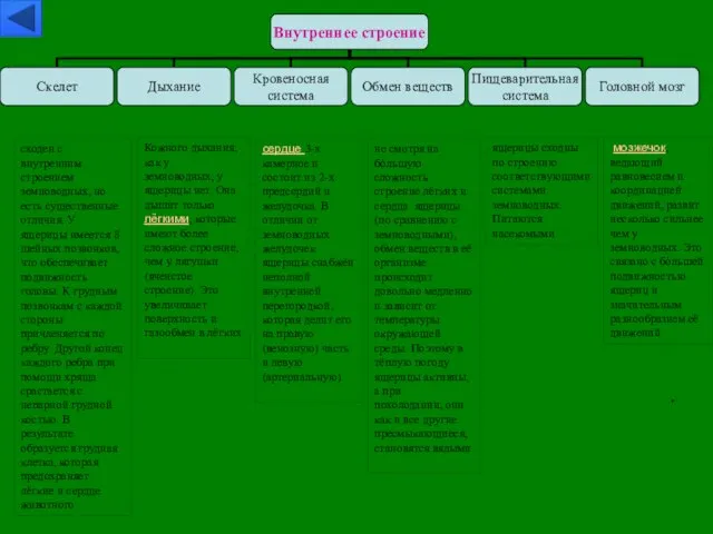 сходен с внутренним строением земноводных, но есть существенные отличия. У ящерицы имеется