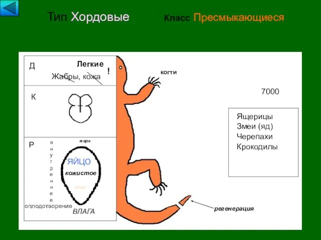 Тип Хордовые Класс Пресмыкающиеся Д Легкие Жабры, кожа ! К Р внутреннее