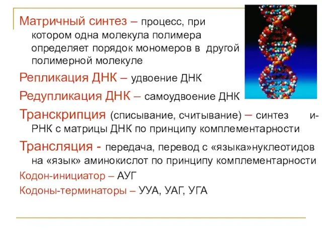 Матричный синтез – процесс, при котором одна молекула полимера определяет порядок мономеров