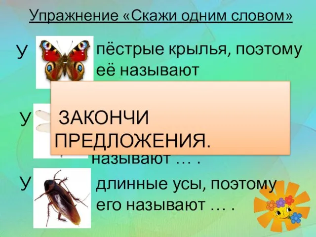 У пёстрые крылья, поэтому её называют пёстрокрылой У большие глаза, поэтому её