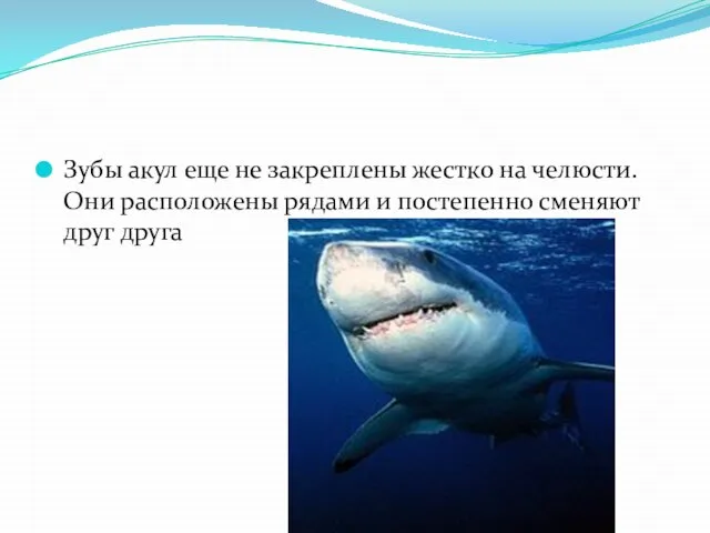 Зубы акул еще не закреплены жестко на челюсти. Они расположены рядами и постепенно сменяют друг друга