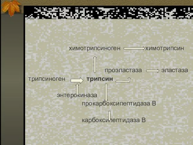 химотрипсиноген химотрипсин проэластаза эластаза трипсиноген трипсин энтерокиназа прокарбоксипептидаза В карбоксипептидаза В