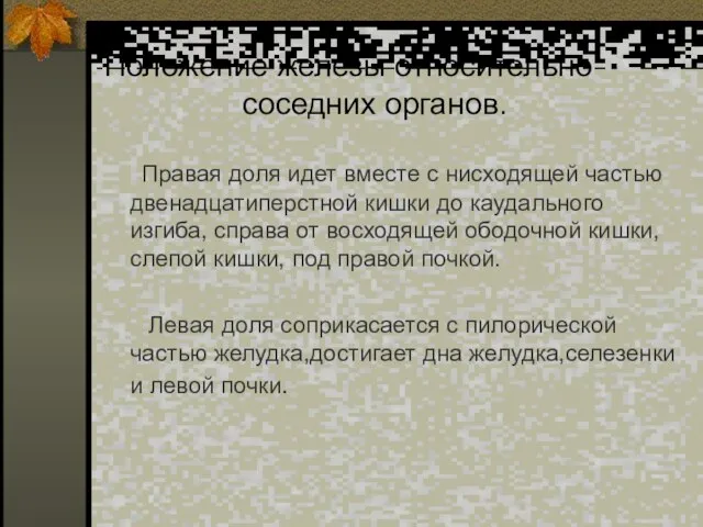 Положение железы относительно соседних органов. Правая доля идет вместе с нисходящей частью