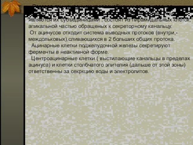 Розовая,при усиленном кровоснабжении темно-красная железа состоит из многочисленных маленьких долек. Ацинусы являются