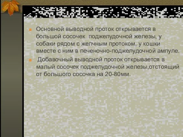 Основной выводной проток открывается в большой сосочек поджелудочной железы, у собаки рядом