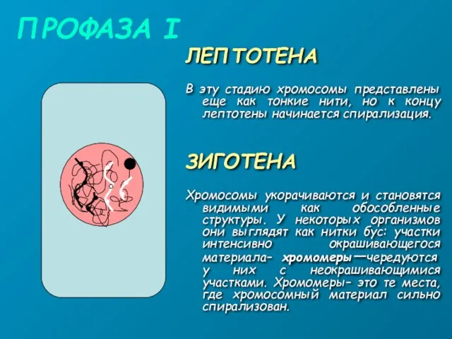 ПРОФАЗА I ЛЕПТОТЕНА В эту стадию хромосомы представлены еще как тонкие нити,