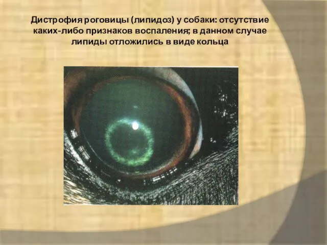 Дистрофия роговицы (липидоз) у собаки: отсутствие каких-либо признаков воспаления; в данном случае