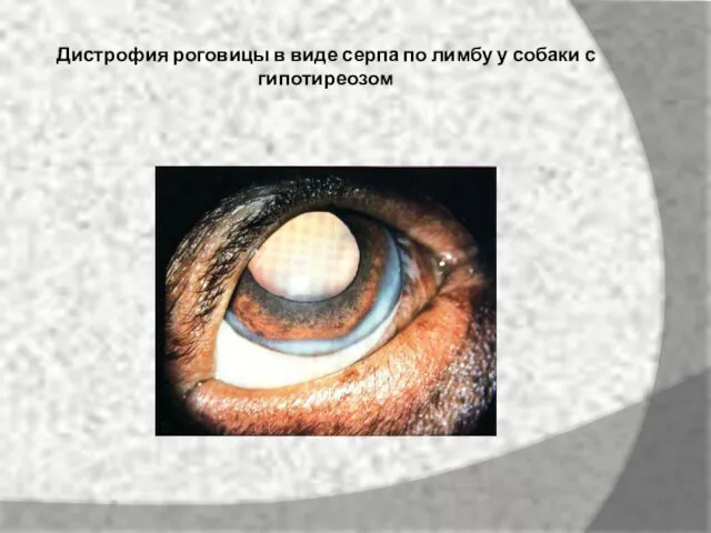 Дистрофия роговицы в виде серпа по лимбу у собаки с гипотиреозом