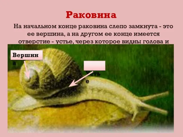 Раковина На начальном конце раковина слепо замкнута - это ее вершина, а