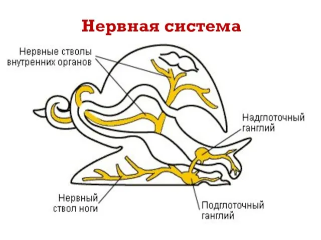 Нервная система