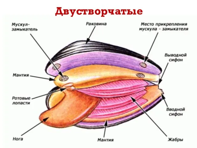 Двустворчатые