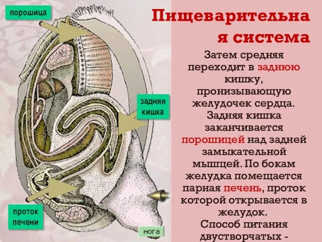 Затем средняя переходит в заднюю кишку, пронизывающую желудочек сердца. Задняя кишка заканчивается