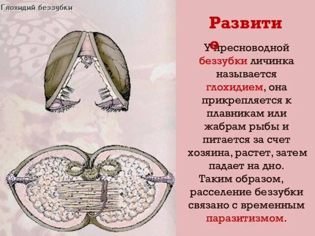 У пресноводной беззубки личинка называется глохидием, она прикрепляется к плавникам или жабрам