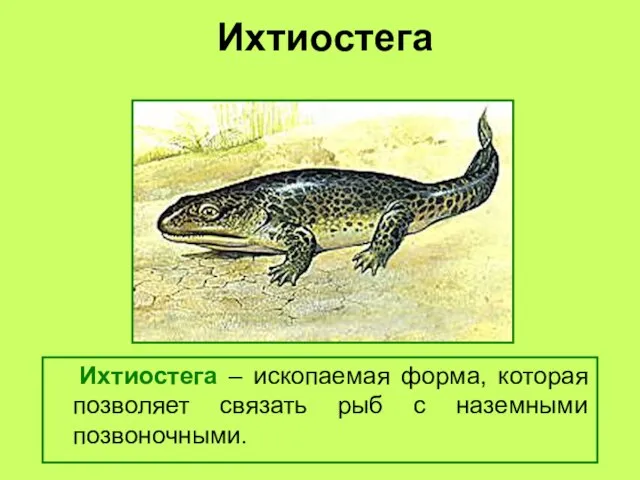 Ихтиостега Ихтиостега – ископаемая форма, которая позволяет связать рыб с наземными позвоночными.