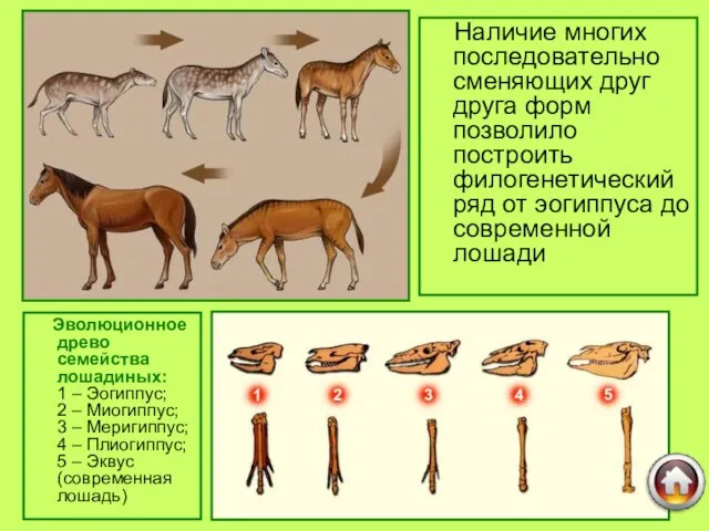 Наличие многих последовательно сменяющих друг друга форм позволило построить филогенетический ряд от