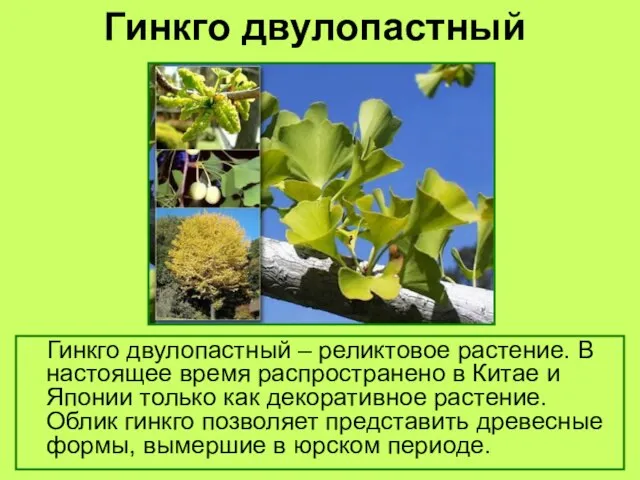 Гинкго двулопастный Гинкго двулопастный – реликтовое растение. В настоящее время распространено в