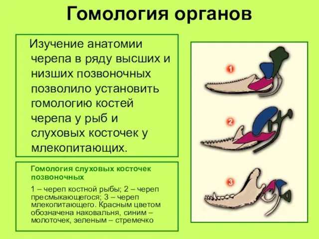 Гомология органов Гомология слуховых косточек позвоночных 1 – череп костной рыбы; 2