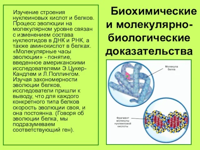 Биохимические и молекулярно-биологические доказательства Изучение строения нуклеиновых кислот и белков. Процесс эволюции