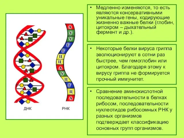 Медленно изменяются, то есть являются консервативными уникальные гены, кодирующие жизненно важные белки