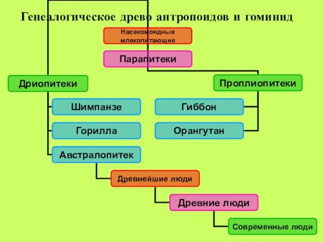 Генеалогическое древо антропоидов и гоминид