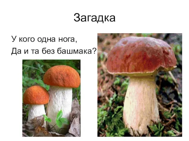 Загадка У кого одна нога, Да и та без башмака?