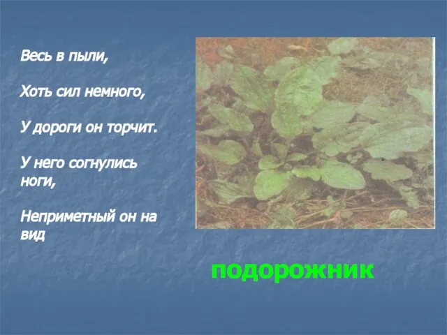 подорожник Весь в пыли, Хоть сил немного, У дороги он торчит. У