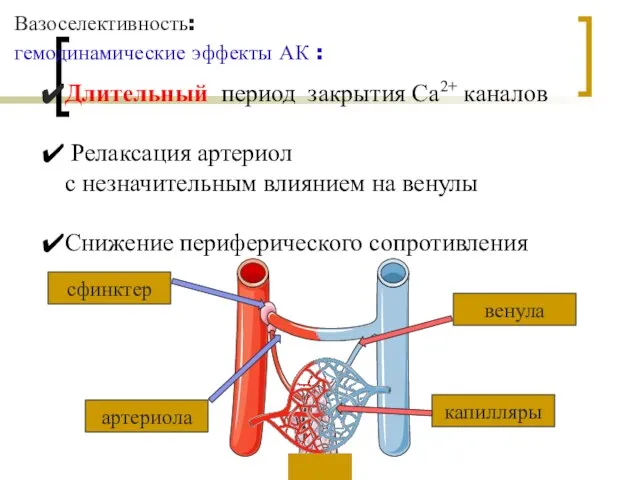 Вазоселективность: гемодинамические эффекты АК : артериола венула сфинктер капилляры Длительный период закрытия