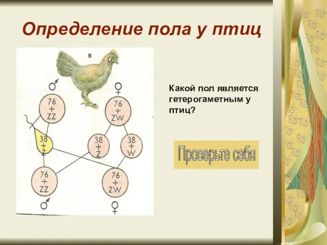 Определение пола у птиц Какой пол является гетерогаметным у птиц?