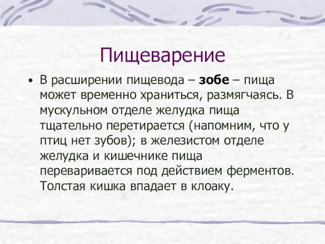 Пищеварение В расширении пищевода – зобе – пища может временно храниться, размягчаясь.