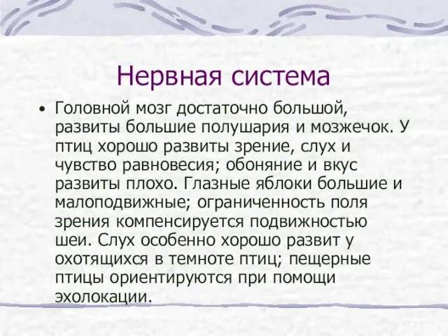 Нервная система Головной мозг достаточно большой, развиты большие полушария и мозжечок. У