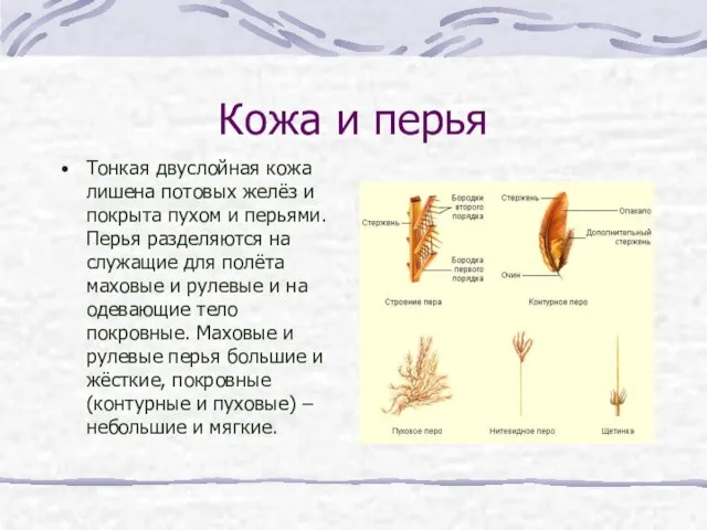 Кожа и перья Тонкая двуслойная кожа лишена потовых желёз и покрыта пухом