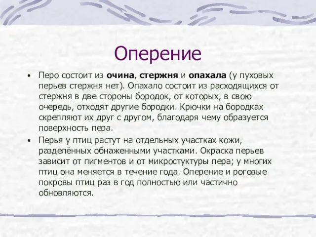 Оперение Перо состоит из очина, стержня и опахала (у пуховых перьев стержня